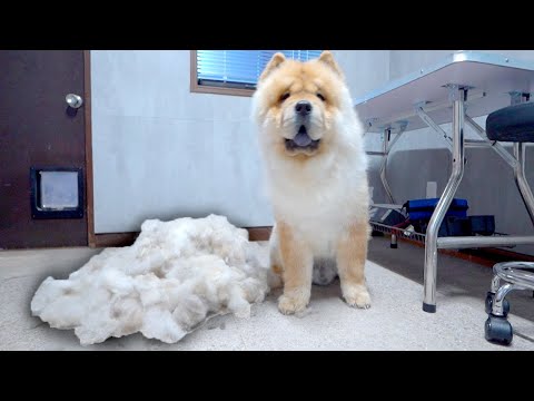 プロにブラッシングをしてもらったら衝撃的だったチャウチャウ犬
