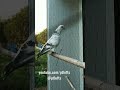 Small portuguese tumbler viral  shorts pigeons