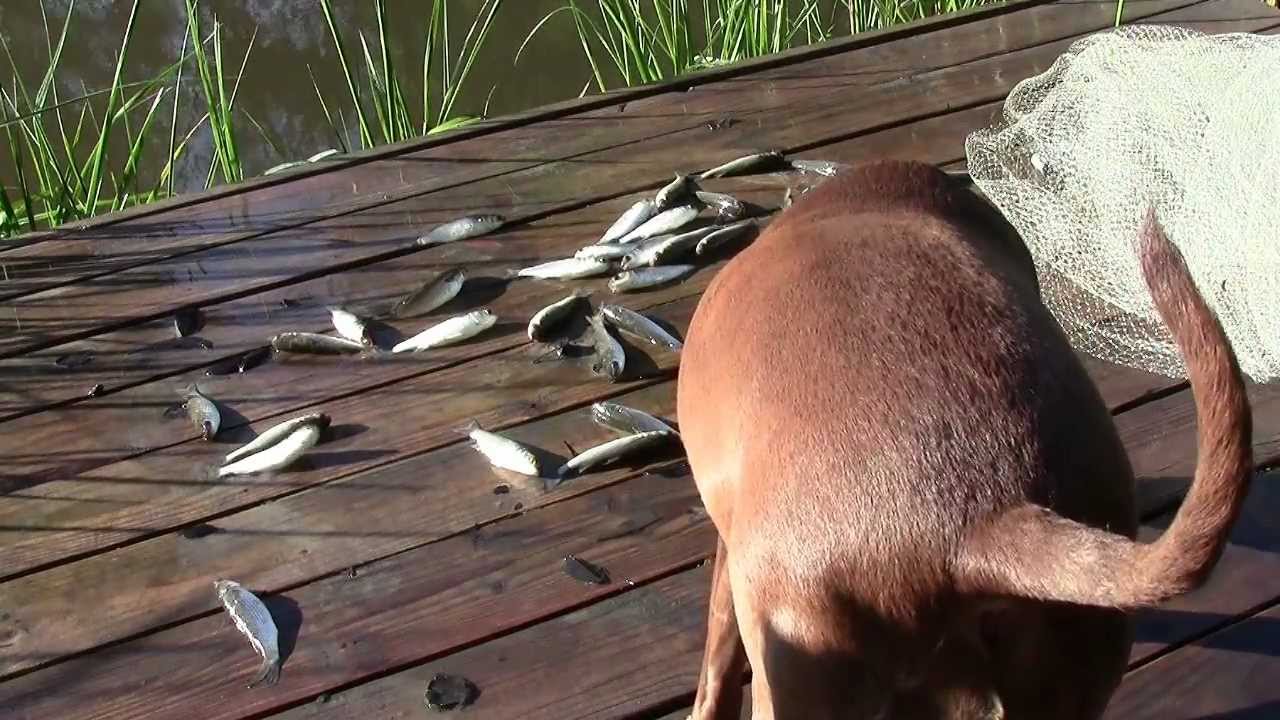 Feeding the Dogs Fish Caught with a Cast Net YouTube