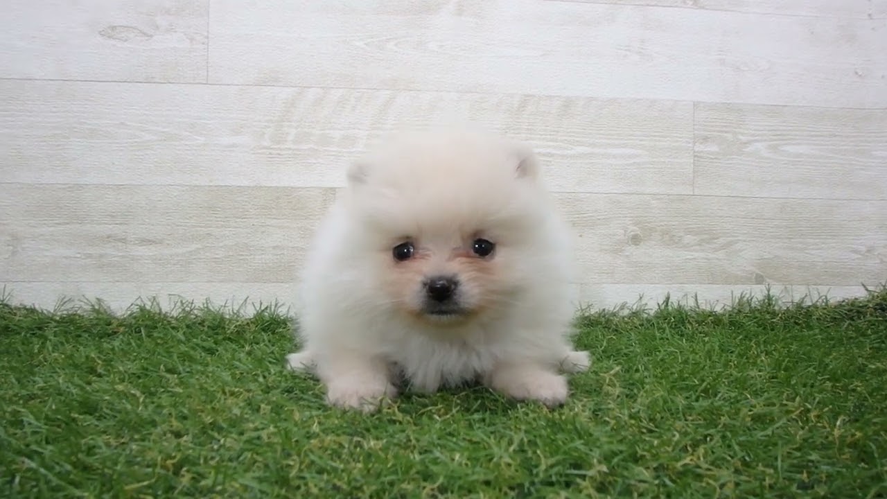 Coo&RIKU No.00738881 ポメラニアン - YouTube