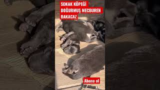 Beledi̇yeden Kaçan Sokak Köpeği̇ Kisirlaştirilamadi Şfet