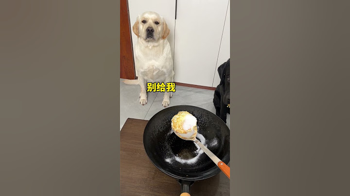 狗：我最近减肥不吃鸡蛋！#狗狗的心思都写在脸上了 #狗子成精了 #当你有只嘴馋小狗 #萌宠出道计划 #我不是人但你是真狗#拉布拉多 #拉布拉多搞笑 #拉布拉多视频