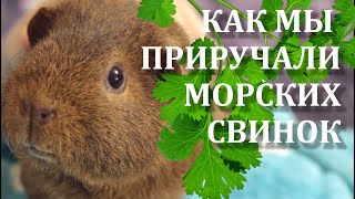 Как приручить морскую свинку. Что делать если морская свинка боится рук.