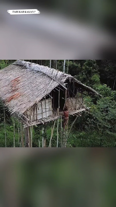 suku Papua yang tinggal di atas pohon setinggi 12 meter