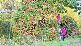 奇異果莓日本最美味的果實酒collecting kiwiberry in mountain 