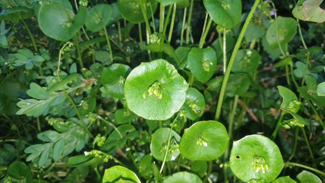 Identifying Miners Lettuce / Spring Beauty, Claytonia poerfoliata