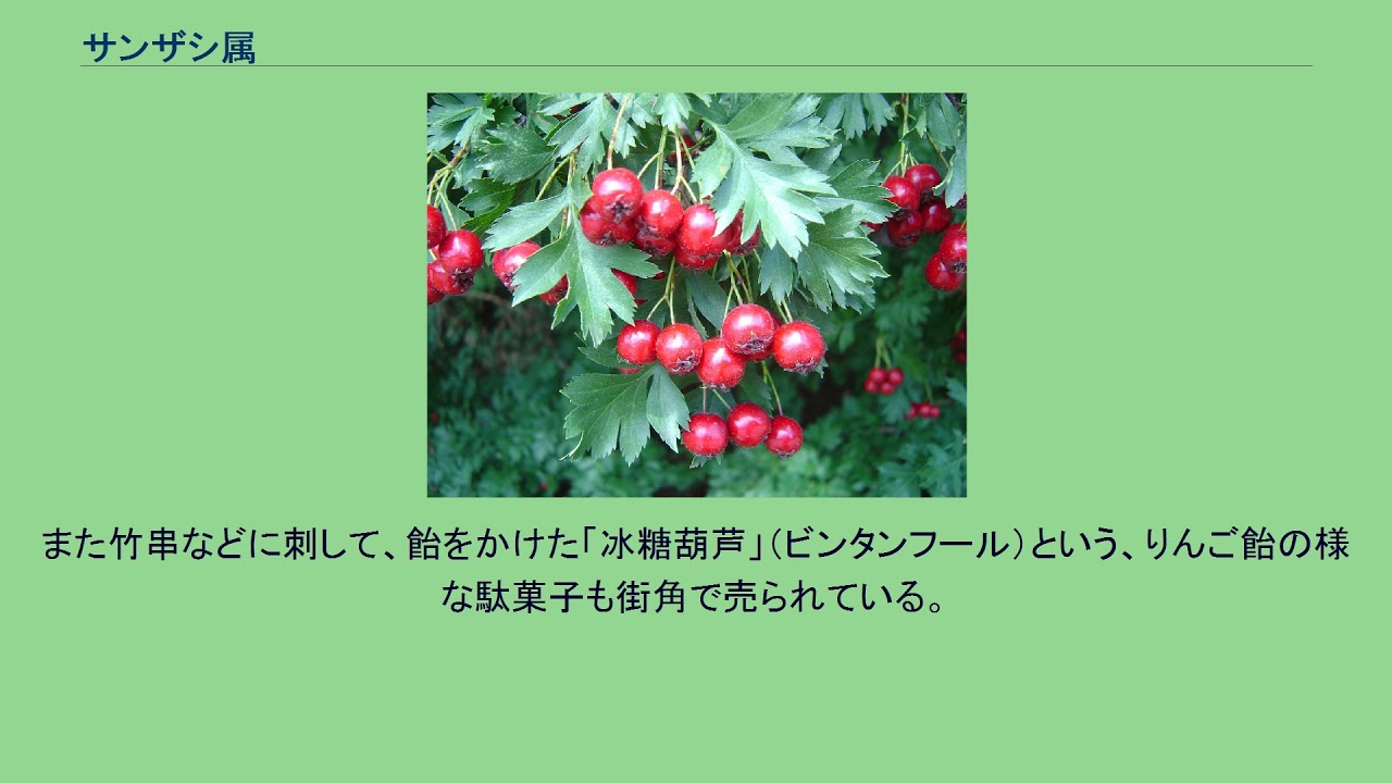 サンザシ属 Youtube