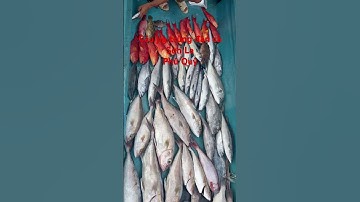 Câu jig Phú Quý Trúng bầy Cá Sơn La #cover #lyrics #mv #song #fishing #food #beach #fish  #cauca