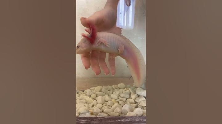 Top 7 Most Weird Animal People Love to Make as Pet - AXOLOTL. #3