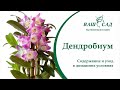 Орхидея Дендробиум - Самые важные правила ухода и выращивания от Ваш сад