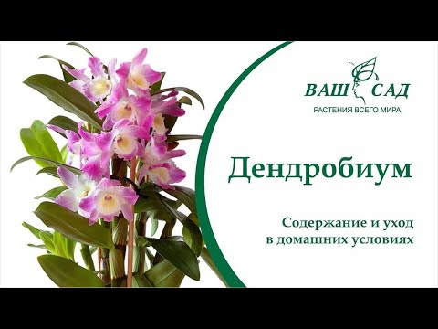 Video: Das Symbol Für Welches Land Ist Die Orchidee