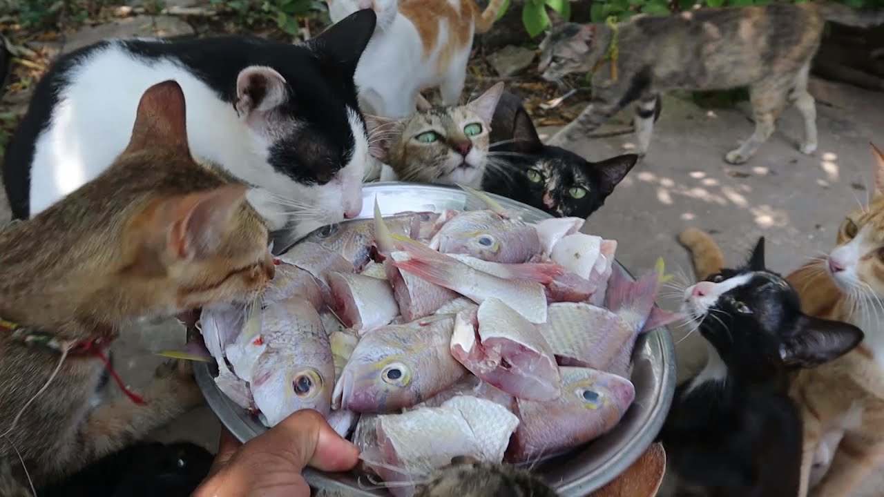 Cats eating yummy fish Cats eat raw fish The Gohan Dog And Cats