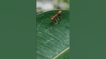 The Ant 😍😍#shorts #shortsfeed #shortsvideo #shortvideo #short