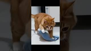 Clean Cat goviral funny fypviral cat
