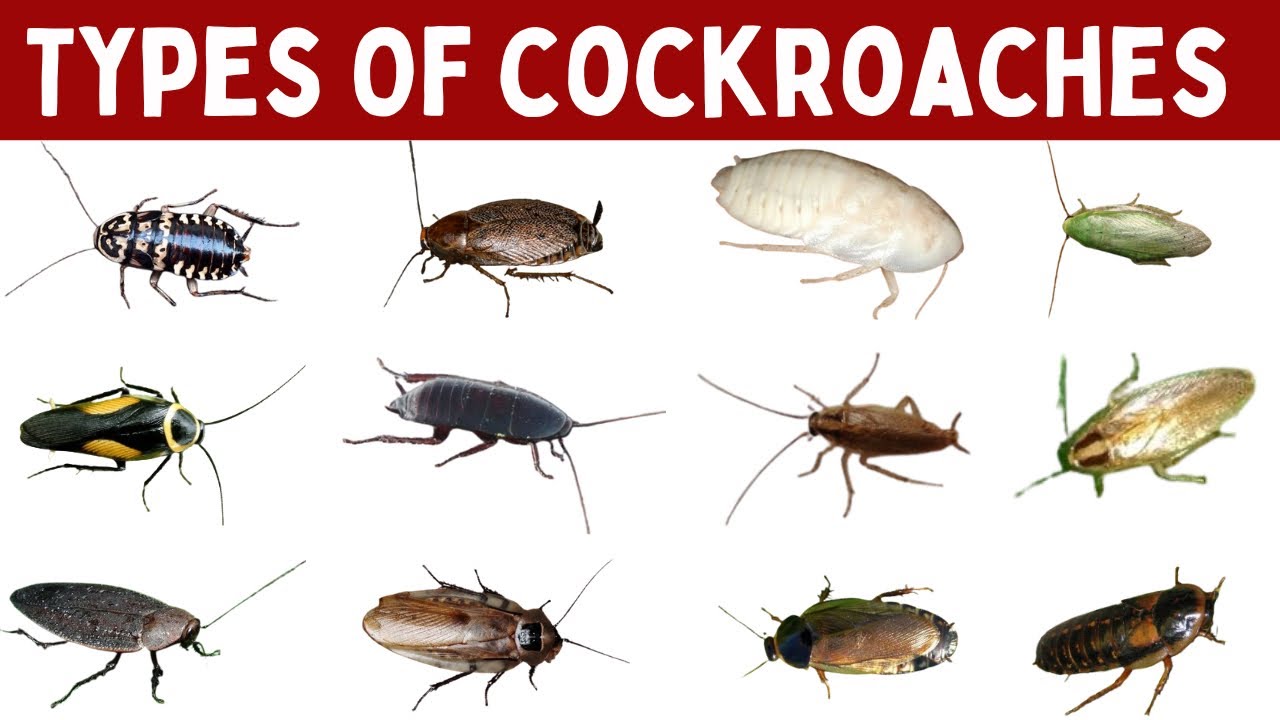 Cockroach Names Types Of Cockroaches | Cockroaches Species Names With Pictures ...