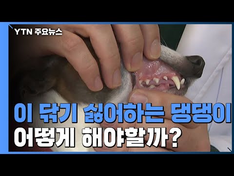[설채현의 왜 이러는 개냥] '이 닦기 싫어하는 강아지' / YTN