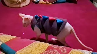 T-Rex Cat Vs Laser