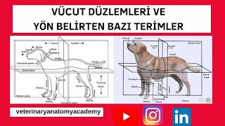 Vücut Düzlemleri Ve Anatomik Yönlerdirectional Terms
