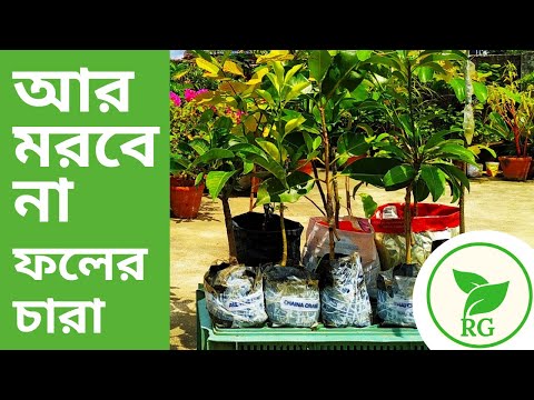 ভিডিও: আশ্চর্যজনক ফল পুভারিয়া। প্রজনন এবং যত্ন