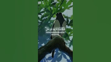 اكتب شي تؤجر عليه ♥😴 #القرآن_حياة_القلوب #القرآن #اذكار #الله #سبحان_الله
