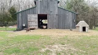 The running of the goats! #goat #cute #farming