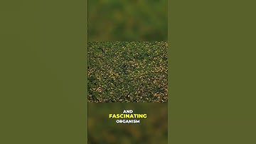 Exploring the Fascinating World of Dandelions: Secrets Revealed! | Travel Video