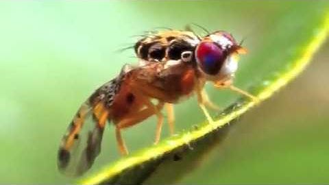 Pest Risk Analysis and Domestic Agriculture (English)