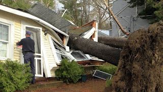 Dangerous Fast Tree Felling With Chainsaw, Heavy Big Tree Removal Fails Falling On Houses