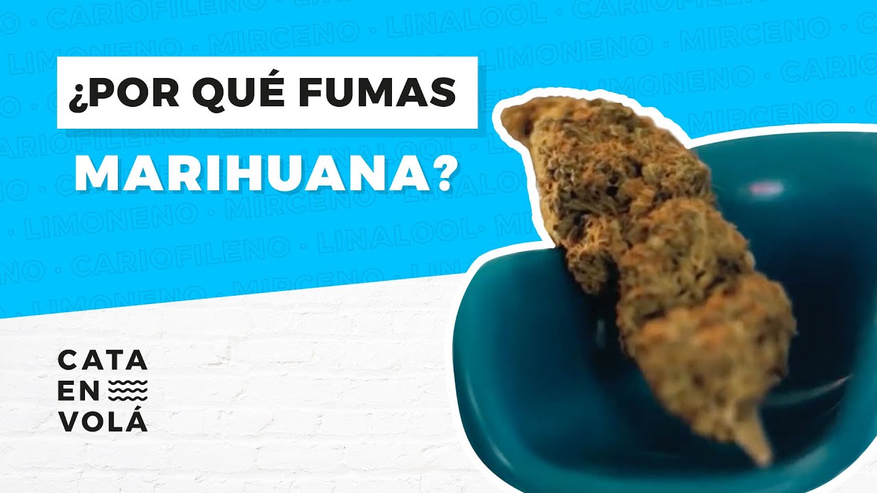 ESPECIAL CATA EN VOLÁ: ¿POR QUÉ FUMAS MARIHUANA?