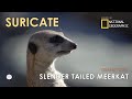 Very Funny Meerkats (Suricate) - Their Behavior and the Sounds they produce