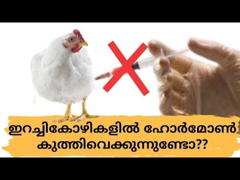 |ഇറച്ചികോഴികളിൽ ഹോർമോൺ കുത്തിവെക്കുന്നുണ്ടോ?| ബ്രോയിലർ കോഴികൾ പെട്ടെന്ന് തൂക്കം വെക്കുന്നത് എങ്ങനെ?|