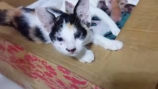 Mother cat Mamma and her new born cute kittens come to visit Cute Kitten Tattu : Day 6