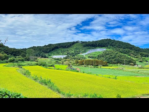 박기영 - 산책