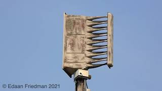 Download Lagu Analog Whelen WS-3000 | Wail | Lake Lafayette, MO MP3