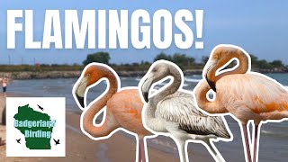 Flamingo Classics「Live At ON AIR WEST」 Introducing the Airstream Flamingo Friday Livestream Series
