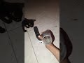 Ver hasta el final 😱🤯💥😱😱#video #funny #funnyshorts #humorviral #viralvideo