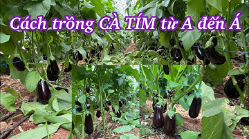 Cách trồng cà tím từ A đến Z