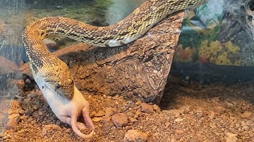 Viewer Discretion! Feeding Sonoran Gopher Snake Bandit! Start to Swallow
