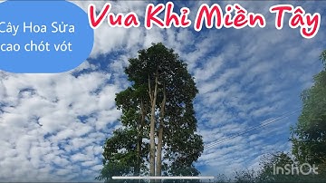 Thoát tim với màn cưa Cây Hoa Sửa cao chót vót của Vua Khỉ Miền Tây