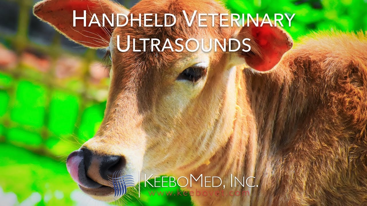 Handheld Veterinary Ultrasounds Collection | KeeboVet