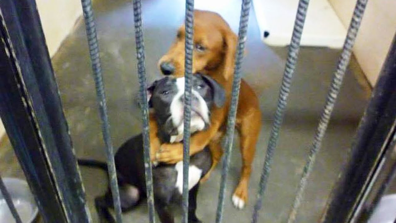 感動 犬 殺処分を目前に 檻の中で抱き合う 2匹の犬 が全米で話題に ２匹の運命は Youtube