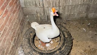 Farm Life | Harvesting chicken eggs, duck eggs, muscovy duck eggs on the farm