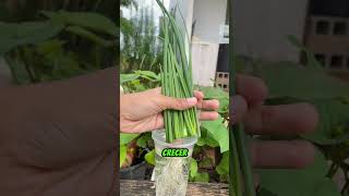 🌱💧 Cultiva verduras infinitas en casa con este truco simple de hidroponía
