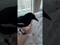 A Magpie Imitating A Person Shorts A Magpie Imitating A Person Shorts