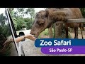 Zoo Safari | Zoológico São Paulo | HD