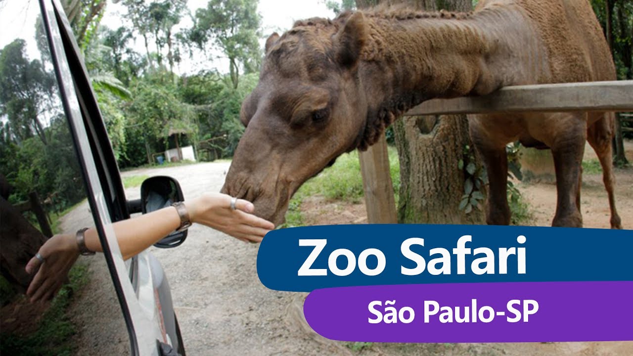 zoologico sao paulo safari