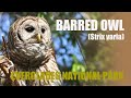 Barred Owl (Strix varia)