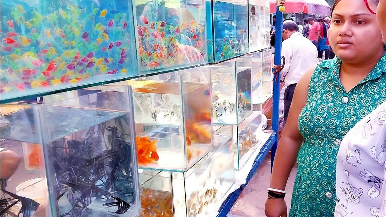 galiff street fish market video 14.05.2023 aquarium fish price update at galiff street part