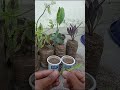 plants reporting ✨👀#greenlove #garden #gardening #greenfriends