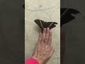 Shorts Butterfly Big I Found This Big Butterfly Shorts Butterfly Big I Found This Big Butterfly